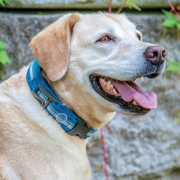 Dog Collar