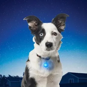 Nite Ize Spotlit Collar Light