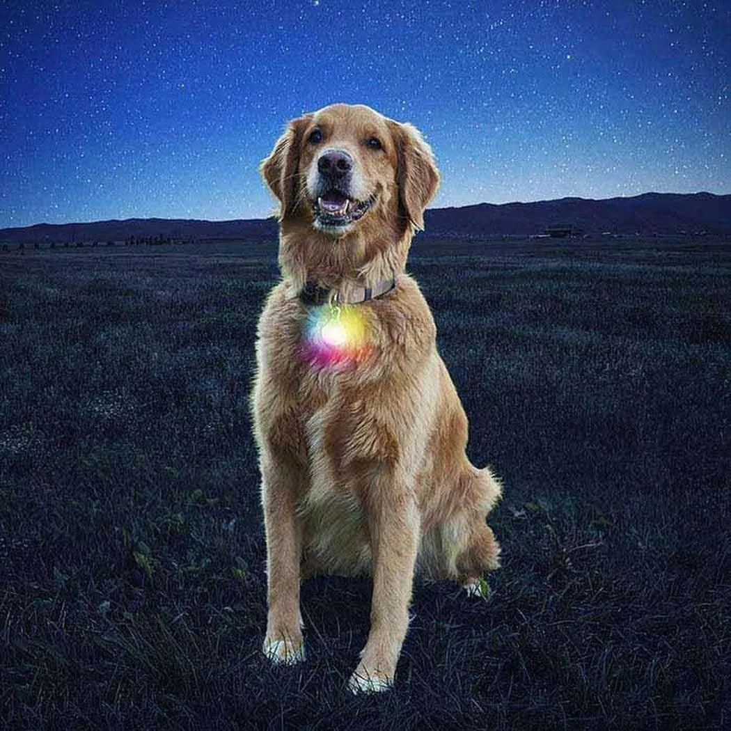 Nite Ize Spotlit Collar Light