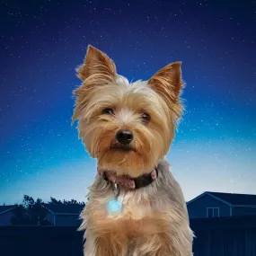 PetLit Collar Light for Night Safety